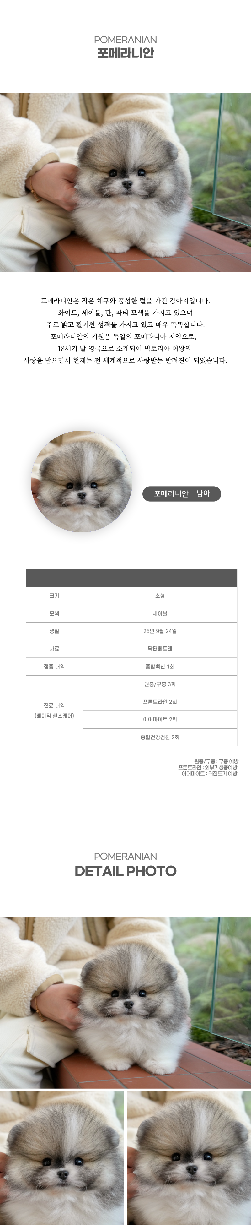 포메라니안_상세이미지_2